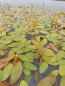 Preview: Potamogeton natans - schwimmendes Laichkraut